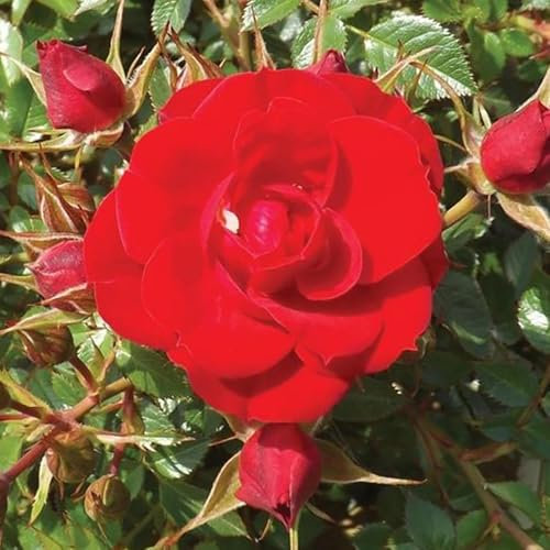 YouGarden James' Rose, Established Plant in 3-4 Litre Pot, Ready to Plant Patio Bush Rose with Bright Red Flowers, for Fragrant Garden Roses in Pots, Beds, or Borders