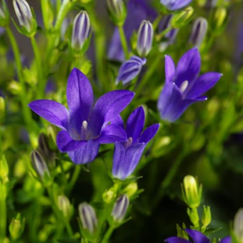 Campanula portenschlagiana – Vigorous Groundcover with Violet-Blue Flowers, Ideal for Rockeries, Pavers, and Gaps - 1X 1 Litre Pot by Thompson and Morgan