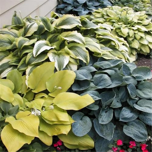 Hosta-Knollen – Züchten Sie Ihre eigenen großen, winterharten, wurzelnackten Stauden – ideal als Bodendecker an schattigen Standorten-15zwiebeln-E