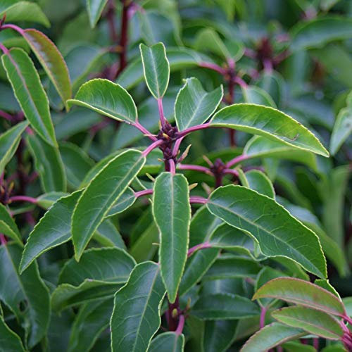 Prunus Lusitanica- Laurier du Portugal 30-40 cm en conteneur