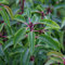 Prunus Lusitanica- Laurier du Portugal 30-40 cm en conteneur