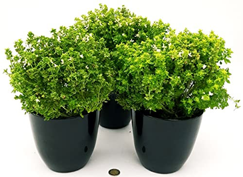 POWERS TO FLOWERS - BASILICO GRECO BIO, VASO 13CM, 3 PIANTE, piante vere