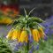6 Stück blumenzwiebeln kaiserkronen zwiebeln knollen mehrjährig kaiserkrone zwiebel Fritillaria - Seltene Pflanzen serie - winterharte stauden steingartenpflanzen winterhart pflanztöpfe exotische
