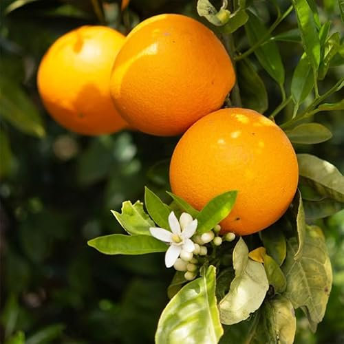 Árbol Frutal Natural de Citrus sinensis - Naranjo