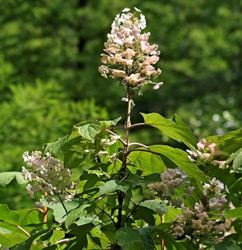 Eichenblättrige Hortensie Snow Circle 60-80cm - Hydrangea quercifolia - lebende Gartenpflanze aus den Baumschulen