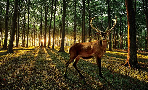 Forwall Fototapete Hirsch Wald Tiere Natur Bäume Landschaft Moderne Wohnzimmer Schlafzimmer Vlies Tapete Wandtapete UV-Beständig Montagefertig (3194, V8 (368x254 cm) 4 Bahnen)