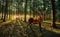 Forwall Fototapete Hirsch Wald Tiere Natur Bäume Landschaft Moderne Wohnzimmer Schlafzimmer Vlies Tapete Wandtapete UV-Beständig Montagefertig (3194, V8 (368x254 cm) 4 Bahnen)