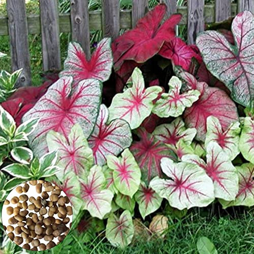 Samen, 200 Stück/Beutel Caladium-Samen voller Vitalität, schnell wachsende, produktive Bonsai-Gartenpflanzen, Zwiebeln zum Pflanzen, zieht Bienen an – Mischfarbe