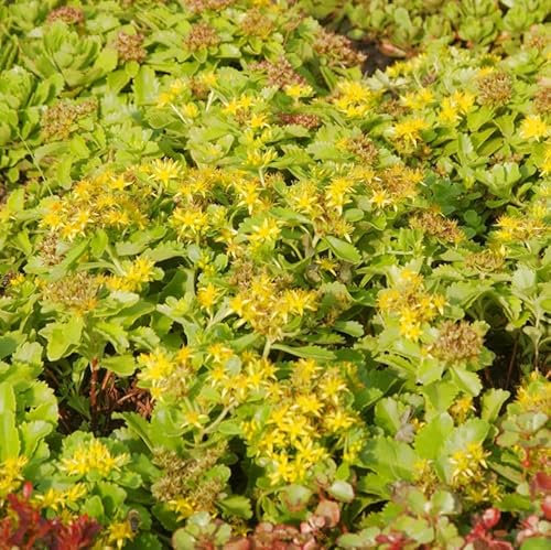 Kamtschatka Fetthenne - Sedum kamtschaticum - lebende Gartenpflanze aus den Baumschulen