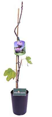 Pianta di Fico Albero di Fico pianta da esterno Albero di fico diverse varietà 2 anni Albero di Fiorone pianta da frutta da mangiare pianta vera in vaso venduta da eGarden.store (Fiorone Nero)