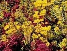 Just Seed - Flower - Sedum Mixture - Stonecrop Mix - 200 Seed