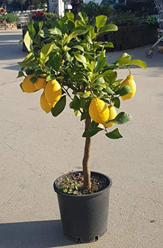 PIANTA DI LIMONE LUNARIO 4 STAGIONI, ALBERO AGRUMI LIMONI DA TERRAZZO H.80/100 CM