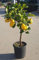 PIANTA DI LIMONE LUNARIO 4 STAGIONI, ALBERO AGRUMI LIMONI DA TERRAZZO H.80/100 CM