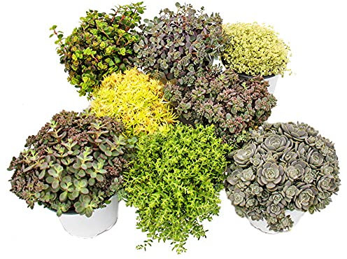 Exotenherz - 8 Winterharte Sedum-Pflanzen - Fetthenne - abwechslungsreiches Farbspiel
