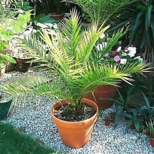 Dattelpalme kanarischer Seeds (Phoenix canariensis) 10 + Seeds