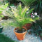 Dattelpalme kanarischer Seeds (Phoenix canariensis) 10 + Seeds