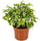 Bloomique - Ficus Benjamina Kinky - Birkenfeige - Zimmerpflanzen - Luftreinigend - Pflegeleicht - 20-30 cm Hoch - Topf 12 cm