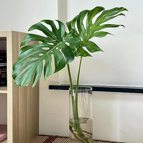 30 Pcs Monstera Samen - Monstera Variegata - Bio Saatgut, Gartenpflanzen Winterhart Mehrjährig (Monstera Deliciosa) Deko Wohnzimmer, Stauden Winterhart Mehrjährig Zimmerbonsai Bonsai,