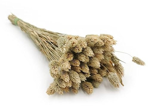 Enchanted Dekogras Getrocknetes Gras Ziergras Kanariengras Phalaris Trockenblumen Natürlich Boho Ca. 100 Stück 80 g Naturfarbe