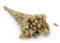Enchanted Dekogras Getrocknetes Gras Ziergras Kanariengras Phalaris Trockenblumen Natürlich Boho Ca. 100 Stück 80 g Naturfarbe
