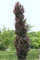Fagus sylvatica 'Rohanii' 60-80 cm - Rotbuche, dunkelrote Blätter, ideal für Hecken und Solitärpflanzungen, winterhart und pflegeleicht