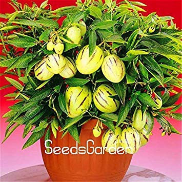 Pinkdose 100 Teile/los Echt!Melonenbaum-Bonsai, Pepino-Pflanzen, Obstgarten, Nicht GVO, Organische Frucht