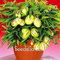 Pinkdose 100 Teile/los Echt!Melonenbaum-Bonsai, Pepino-Pflanzen, Obstgarten, Nicht GVO, Organische Frucht