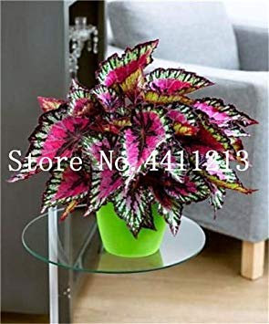 50 Pcs Couleur Exotique Rare bégonia, bégonia Fleurs d'intérieur Plantes en Pot pour Jardin Balcon Coléus: 13