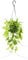 exotenherz Zimmerpflanze zum Hängen - Hoya gracilis - Porzellanblume - Wachsblume - 14cm Ampel