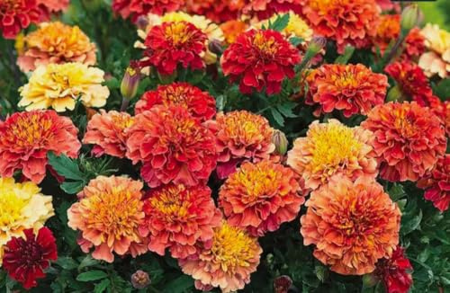 100PCS French Marigold Strawberry Blonde Seeds Tagetes Patula Flower Seeds