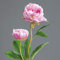 Pfingstrose mit 2 Blüten 60cm rosa-pink DP Kunstblumen Seidenblumen künstliche Blumen Päonie