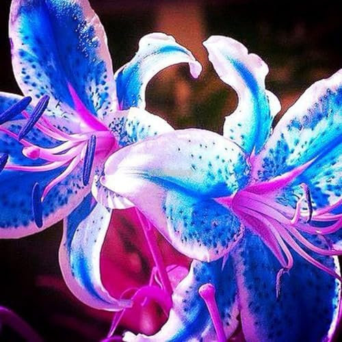 Bulbi Di Giglio, Tolleranti Al Freddo,Amano L'Ambiente Fresco E Umido, I Fiori Del Giglio Sono Eleganti E Hanno Un Alto Valore Ornamentale Fiori Altamente Adattabili, 4bulbi