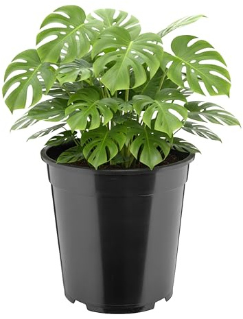Garronda Blumentopf rund hoch Kunststoff Ø27 x 24 cm (9,5L) mit Drainagelöchern Pflanztopf Robustes PP Pflanzgefäß für Garten Gewächshaus Balkon Anzucht Innen Außenbereich Schwarz GD-0203