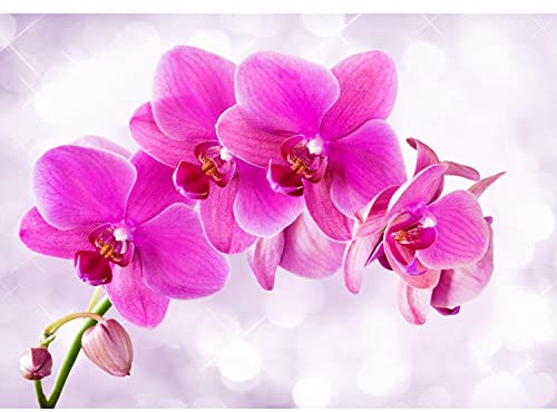Runa Art Fototapete Orchidee Blumen Modern Vlies Wohnzimmer Schlafzimmer - Made in Germany - 308 x 220 cm Pink 9012010a