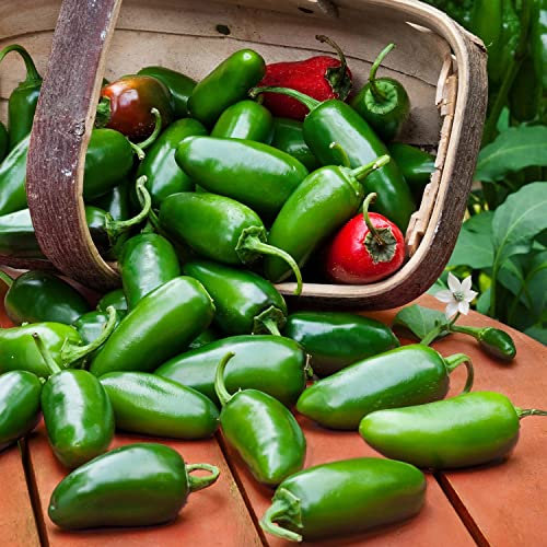 Semillas de Chile Jalapeño - Chili Aji Jalapeno Semillas de Hortalizas