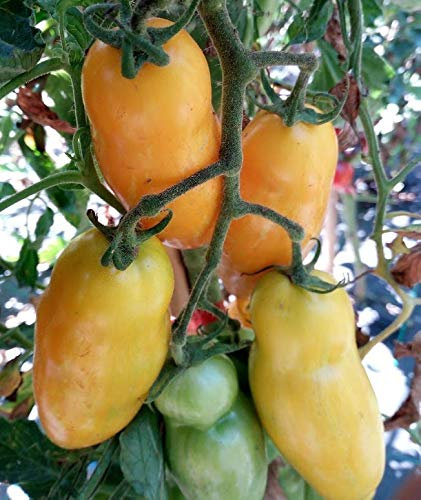 GRAINES TOMATE BANANA LEGS