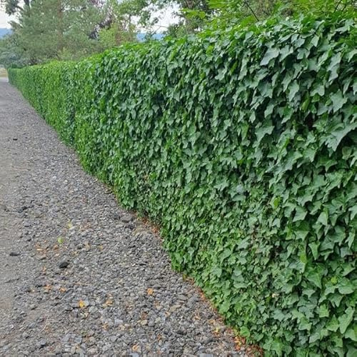 Hedera Hibernica – Großblättriger Irischer Efeu – Ø9cm – 10-25cm – 60 Pflanzen – Kletterpflanze & Bodendecker