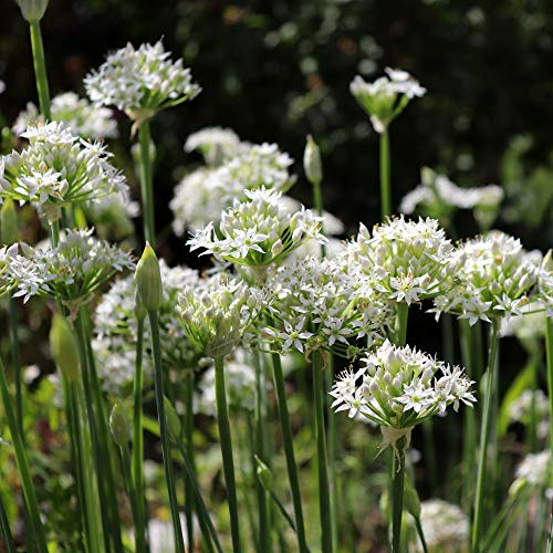 Outsidepride 1 oz. Perennial Garlic Chives Herb Garden Seeds for Microgreens, Sprouts, & Cooking