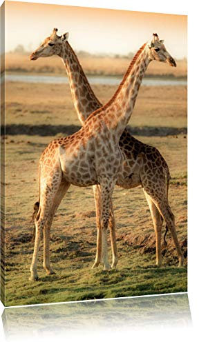 Pixxprint Giraffen Paar, Größe: 80x60cm, Leinwandbild, fertig gespannt, Wandbild, Dekoration, Kunstdruck, kein Poster