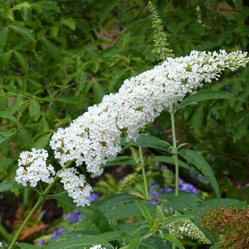 Vivai le Georgiche - Pianta vera di Buddleja davidii Rêve de Papillon White Buddleja davidii 'Minpap2' Buddleia, Albero farfalle 'Rêve de Papillon White' - vaso Ø 24 cm