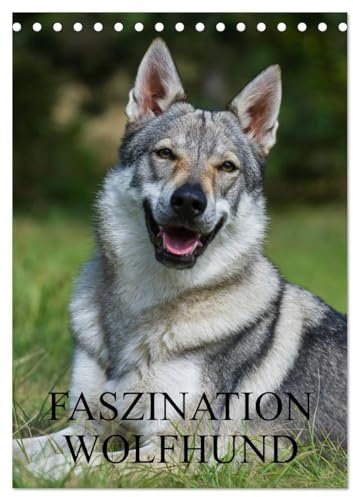 Faszination Wolfhund (Tischkalender 2026 DIN A5 hoch), CALVENDO Monatskalender: Tschechoslowakische Wolfhunde auf 13 Kalenderblättern (CALVENDO Tiere)