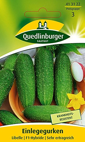 Gurkensamen - Einlegegurke Libelle F1 von Quedlinburger Saatgut