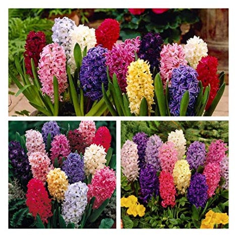 Hyacinth Mixed x 30 Flower Bulbs Size 15/16 Stunning Spring Flowers Easy to Grow