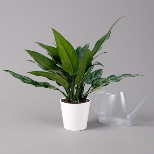 Pflanzen Kölle Aglaonema 'Maria', mit Übertopf Dallas weiß, Topf-Ø 12 cm