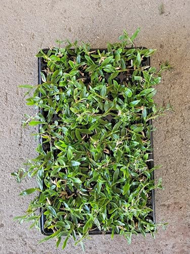 Cesped gramon brasileño bandeja de 80 planteles. Resistente. Zonas calidas y secas. Listo para plantar.