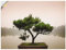 ARTland Wanddeko Wandtattoo selbstklebende Vinylfolie 120x90 cm Botanik Bäume Fotografie Grün Chinesischer Bonsaibaum T9IC