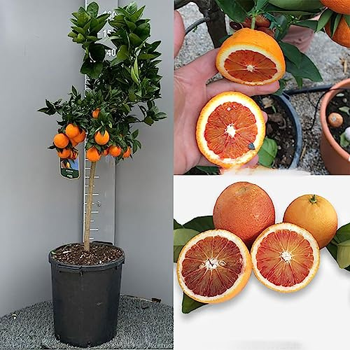 SAVINI VIVAI Pianta di Arancio Albero di Agrumi Arancio Tarocco Sanguinello in Vaso da 35 cm Altezza 150-180 cm 6-7 Anni di innesto Made Italy