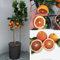 SAVINI VIVAI oranger, agrume Tarocco Sanguinello Orange en pot de 35 cm hauteur 150-180 cm 6-7 ans de greffage, fabriqué en Italie