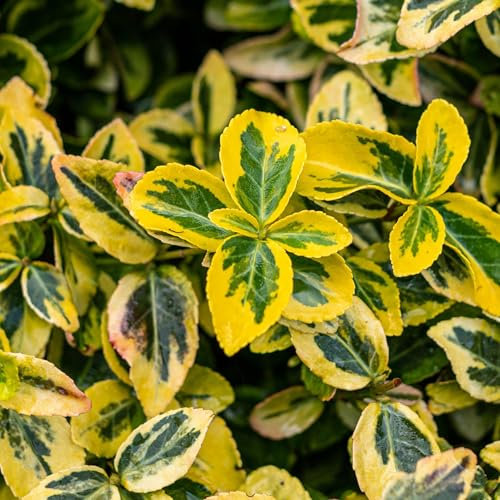 GreenboutiQ - Gartenpflanze - Euonymus fortunei Emerald n Gold - Stamm-Pflanze - Terrassenpflanze - Immergrün - Wenig Pflegeaufwand - Topf 19cm Höhe 90cm