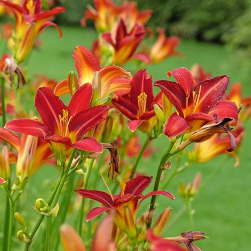 Hemerocallis Red - Real Outdoor Plants - Hardy Perennial Garden Lily - Flowering Plant for Pots, Beds & Borders - Summer Flowers - Easy to Grow Plant Gift for Gardeners (9cm Pot, 10-20cm)